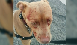 Chủ đổ máu vì nhảy vào cứu chó pit bull bị mèo cào nát mặt