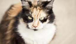 Chủ và đàn chó pitbull phải nhập viện vì bị mèo tấn công