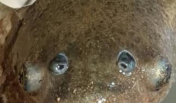 Bắt được 'quái ngư' 4 mắt bí ẩn ở Australia