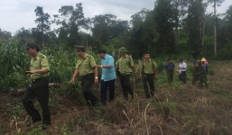 Đàn voi 20 con kéo vào buôn làng tàn phá hoa màu