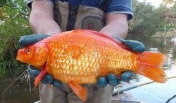 Bắt được cá vàng to như quả bóng ở Australia