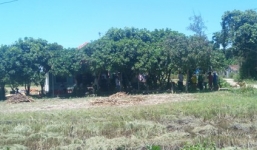 Phát hiện nam thanh niên treo cổ tự tử trên cây dương liễu