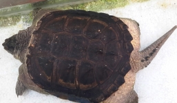 Rùa 'quái thú' đuôi mọc đầy gai lại xuất hiện ở miền Tây