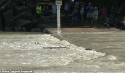 Video: Xuất hiện đàn cá sấu khổng lồ bơi lổm ngổm ở khu câu cá