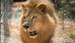 Bé trai mồ côi chết thảm vì bị dẫn nhầm vào chuồng sư tử