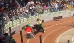 Hãi hùng gấu ăn thịt khỉ khi đang biểu diễn xiếc