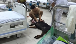 Chàng trai để bạn gái giữa đường, đưa chó Doberman bị đâm đi viện