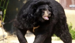 Gấu đột nhập vào ô tô, giết chết một phụ nữ