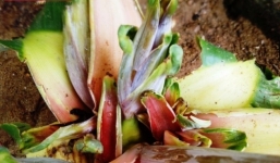 Cây chuối kỳ lạ cao 15cm trổ 6 bắp ở Thừa Thiên - Huế