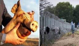 Quan chức châu Âu đề xuất dùng đầu lợn để hù dọa người di cư