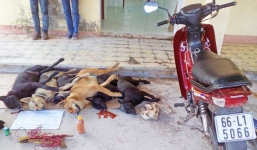 Cô gái trẻ cùng người tình trộm chó liên tỉnh