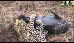 Báo đốm ra đòn chí mạng quật chết lợn rừng