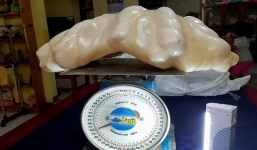 Ngư dân cất khối ngọc trai 34 kg trong nhà suốt 10 năm mà không biết