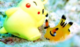 Sên biển giống hệt Pikachu khiến dân Nhật “phát cuồng”