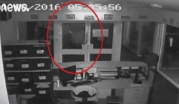 Video: Kẻ trộm ném 3 con cá sấu vào trường học ở Australia