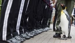 Quân đội Na Uy phong Chuẩn tướng cho chim cánh cụt tại Scotland