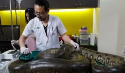 Cận cảnh ca mổ lấy khối u 1kg gần tim con trăn khổng lồ