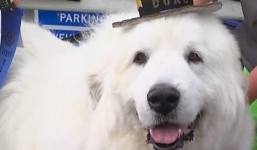 Chó được bầu làm thị trưởng 3 nhiệm kỳ liên tiếp tại Mỹ