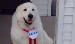 Chú chó 3 lần đắc cử chức thị trưởng tại Mỹ