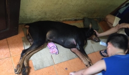 Chú chó Doberman bị đâm xuyên cổ đã chết