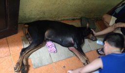 Kẻ đâm chết chú chó Dorbeman có thể phải ngồi tù đến 3 năm