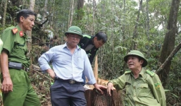 Công bố chi tiết vụ phá rừng pơ mu rúng động Quảng Nam