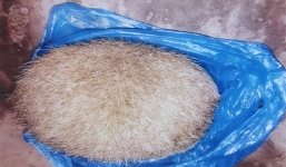 Phát hiện vật thể lạ nghi cát lợn ở Thanh Hóa