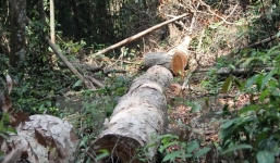 Vụ phá rừng ở Lâm Đồng: Phó Thủ tướng yêu cầu sớm xét xử theo quy định 