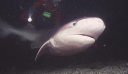 Video cận cảnh cá mập 6 mang quý hiếm có từ thời kỳ khủng long