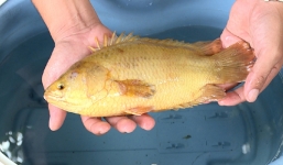 Câu được cá rô vàng óng ở miền Tây