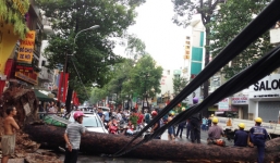 Cây cổ thụ ở Sài Gòn bật gốc đè bẹp ô tô làm 1 người bị thương nặng