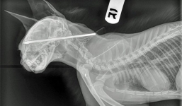 Chú mèo sống sót kỳ diệu sau khi bị phi tiêu đâm vào não