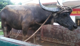 Trâu hoang nặng 480 kg sa bẫy của thợ săn tại khu vực đồi Máu