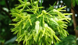 6 bài thuốc chữa bệnh từ hoa thiên lý hiệu quả bất ngờ