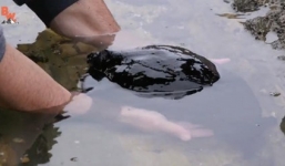 Cận cảnh ốc sên nặng nhất hành tinh