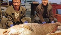 Đại gia Hải Phòng chi 2,5 tỷ không kịp mua cá sủ vàng