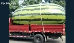 Phát hiện dưa hấu khổng lồ nằm vừa thùng xe tải