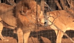 Video: Sư tử cha gắng gượng áp sát hàng rào để gặp con gái