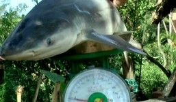 Lần đầu tiên bắt được cá mập trên sông Cổ Chiên