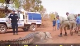 Video: Rùng mình cảnh khống chế cá sấu khổng lồ dài hơn 4m