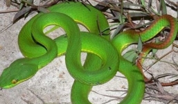 Bị rắn lục đuôi đỏ cắn vào đầu lưỡi nguy kịch khi đang nhậu