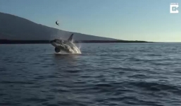 Video: Cá voi sát thủ “tung hứng” con mồi trước khi ăn thịt