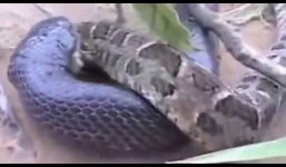 Video: Cận cảnh 2 con trăn khổng lồ 'hỗn chiến' trên mái nhà