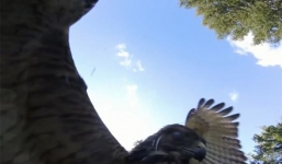 Chim ưng đuôi đỏ khổng lồ tấn công máy bay không người lái