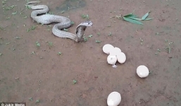 Hổ mang chúa quằn quại nôn ra 6 trứng 'khủng'