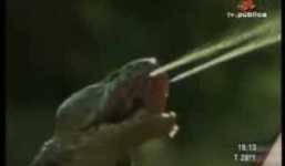 Rắn hổ mang tấn công, phun nọc độc vào mắt sư tử