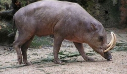 Người đàn ông suýt chết vì bị heo rừng cắn