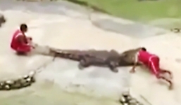 Hãi hùng cảnh nam nhân viên cho đầu vào miệng cá sấu