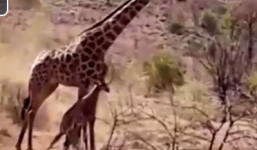 Hươu mẹ đau đớn tuyệt vọng canh con thoi thóp trước bầy sư tử