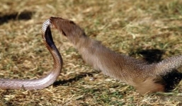 Rắn hổ mang chết thảm dưới đòn tấn công của cầy Mangut
